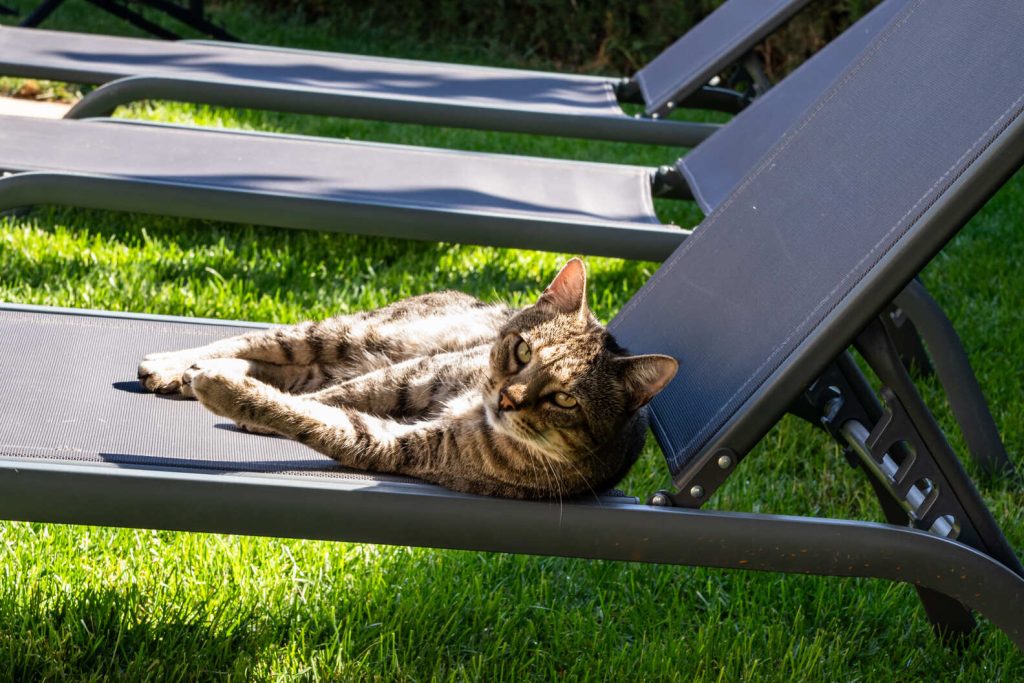 Gatet de companyia - Mas prat